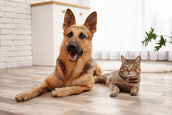 assurance chien chat